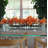 Arrangement in Planter-192753515-192753514