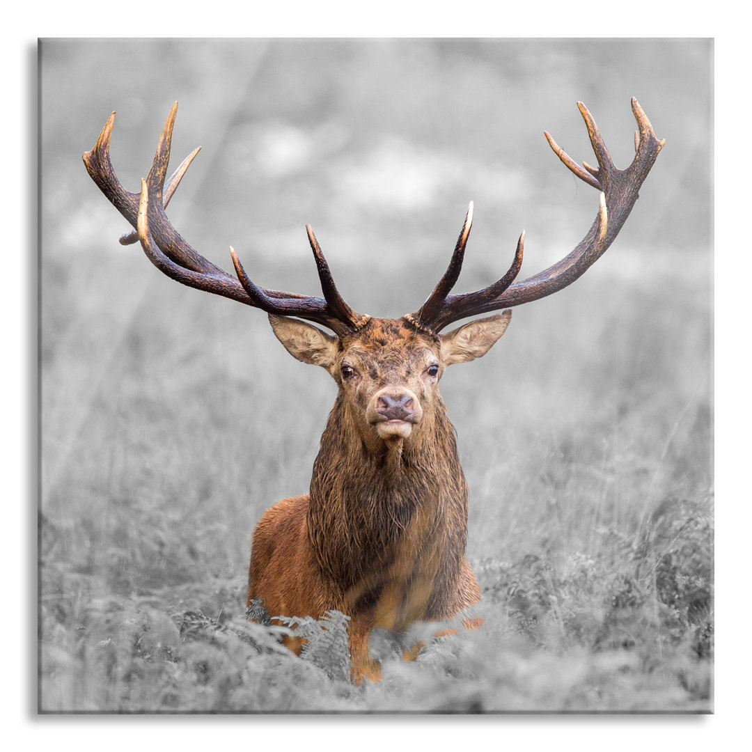 Glasbild Großer Hirsch im Feld