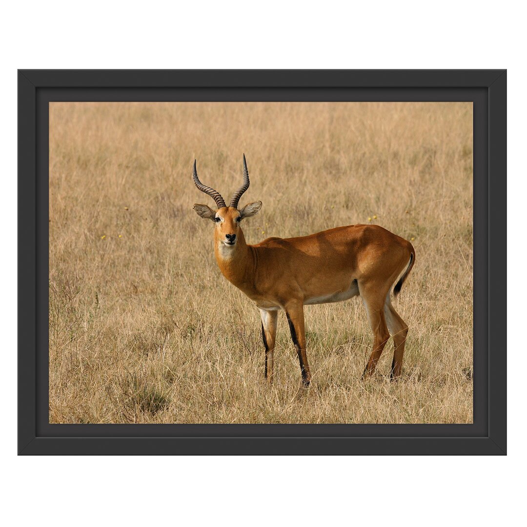 Gerahmtes Wandbild Dorkasgazelletrockenen Gras