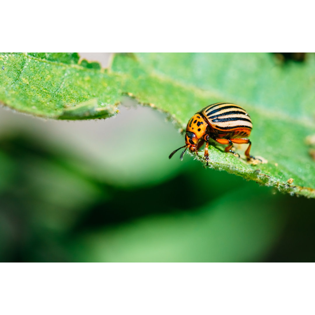 Colorado Striped Beetles von Bruev - Kunstdrucke auf Leinwand