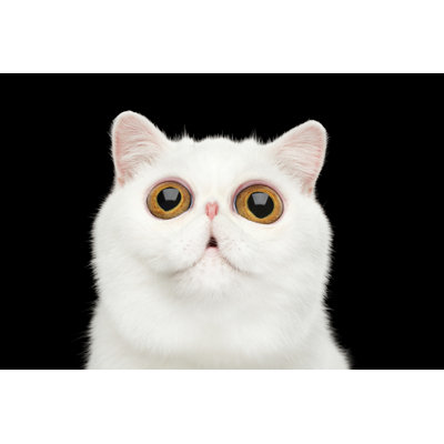 Photographie d'un chat exotique sur toile par Seregraff