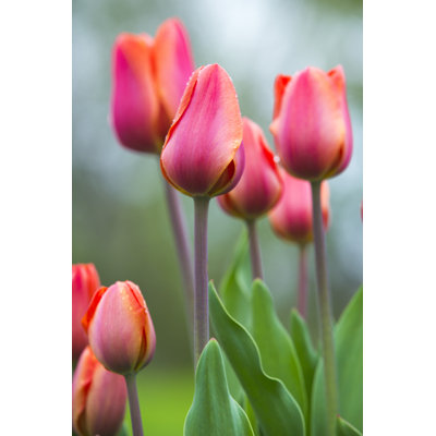 Tulips Field by Wuviveka - Wrapped Canvas Print