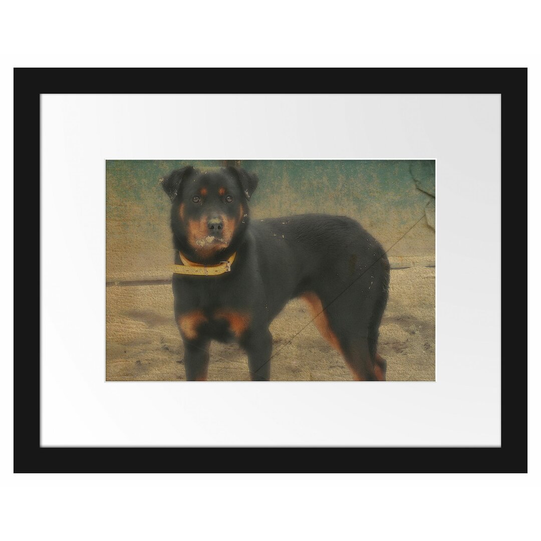 Gerahmtes Poster Prächtiger Rottweiler