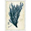 Indigo Sea Grass I Print