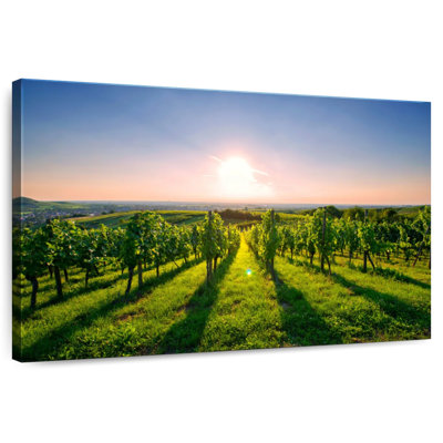 Alvord Sunny Kraichgau Vineyard