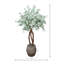 Silver Dollar Eucalyptus Tree in Stone Pot