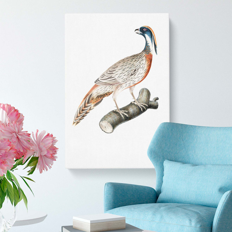 Pucras Pheasant Illustration by John Edward Gray - Wrapped Canvas Print, 60cm H x 40cm W x 3cm D