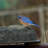 Natural Stone Birdbath
