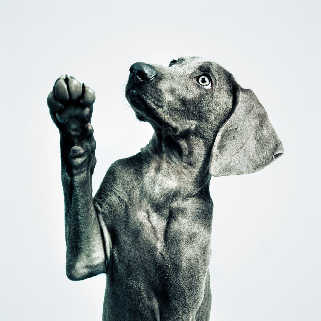 Weimaraner Welpe von THEPALMER - Kunstdrucke auf Leinwand ohne Rahmen