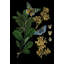 Botany Witch Hazel Chart Print by Thicket Design-101971639