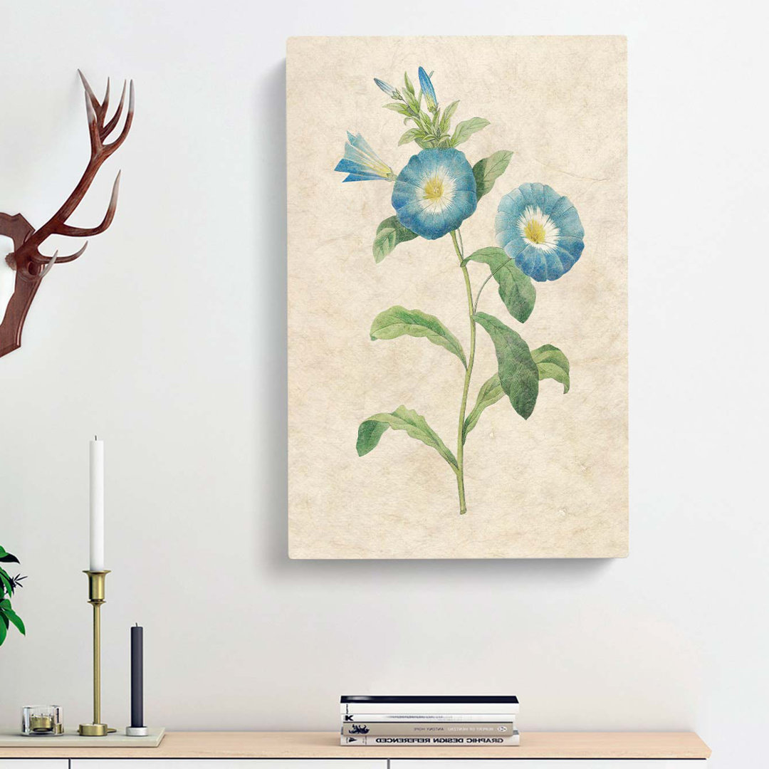 Field Bindweed Flowers by Pierre-Joseph Redoute - Wrapped Canvas