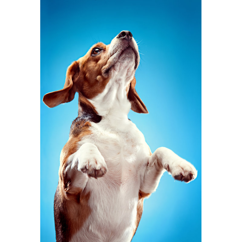 Jumping Beagle by Ryanjlane - Wrapped Canvas Print, 30cm H x 20cm W