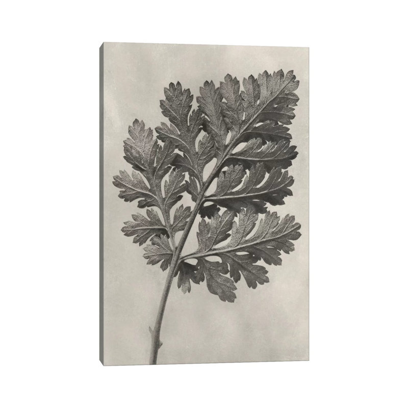 Blossfeldt Botanical III by Karl Blossfeldt - Wrapped Canvas Print, 30.48cm H x 20.32cm W x 1.91cm D