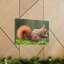 Écureuil, chasse, écureuil, chasse, reproduction, art mural-678435513