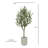 7FT Olive Tree KD
