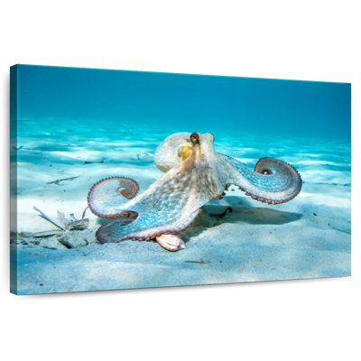 Crowle Roaming Octopus