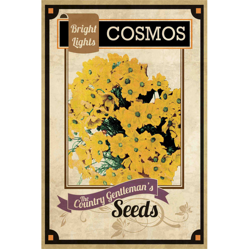 Flower Packet Cosmos - Wrapped Canvas Print, 46 cm H x 30 cm W
