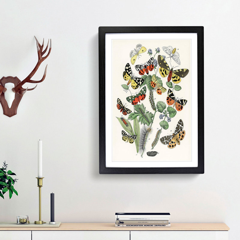Caterpillars, Butterflies & Moths by W.F. Kirby - Picture Frame Graphic Art Print, Black Framed, 48cm H x 36cm W x 2cm D