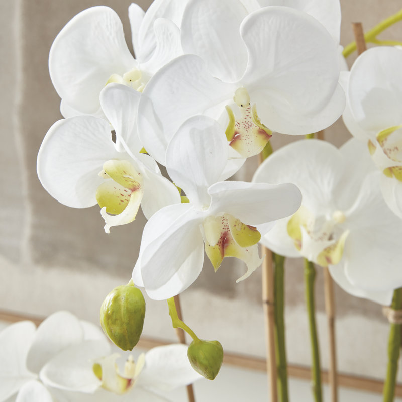Conservatory Orchid Drop-In, 30" H x 8" W x 8" D