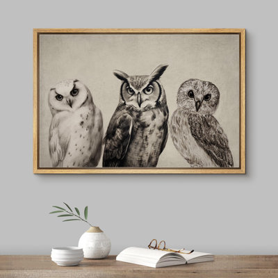 Oiseau, oiseau, bicolore, hibou