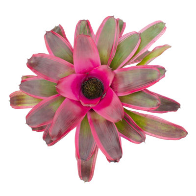 " Isolated Bromeliad " by Joloei