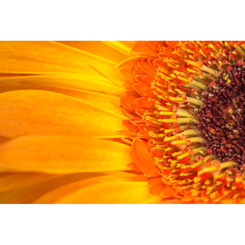 Gerbera by Hannurama - Wrapped Canvas Print, 51cm H x 76cm W