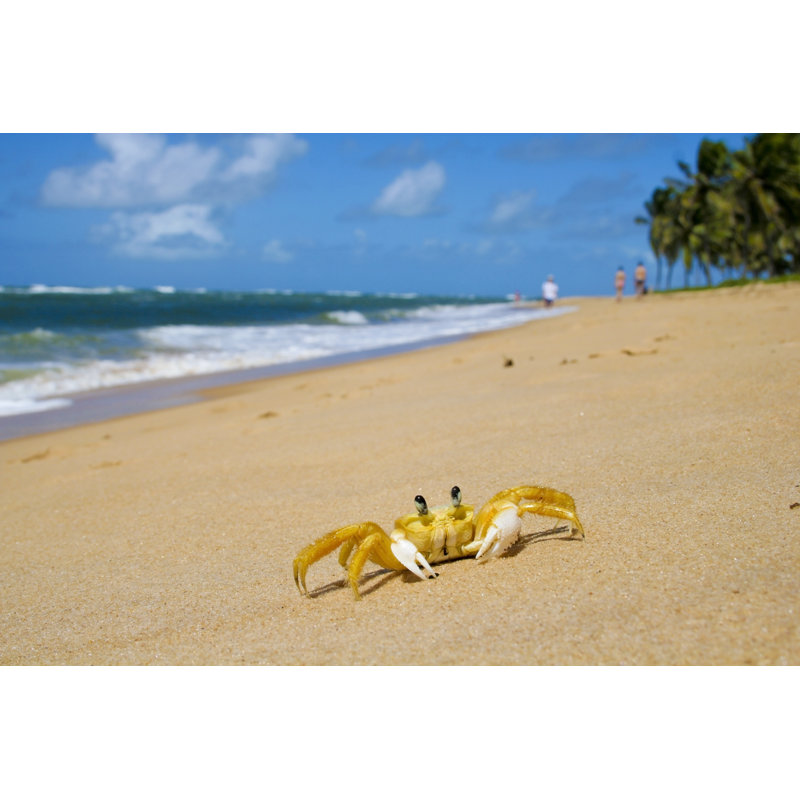 Crab On The Beach by Rokamura - Wrapped Canvas Print, 30cm H x 46cm W