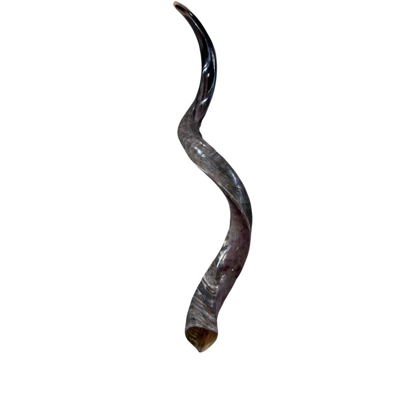 Kudu Yemenite Shofar Half Polished XXL (45" long around curls)