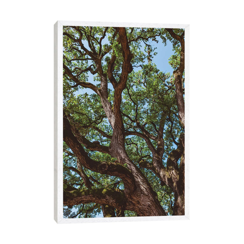 Texas Cottonwood by Bethany Young - Print on Canvas, 101.6cm H x 66.04cm W x 3.81cm D, White Framed