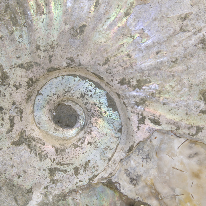 Iridescent Ammonite Fossil, 5" H x 6" W x 1.5" D