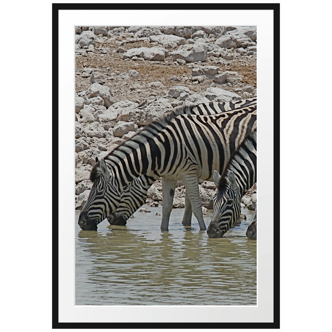 Gerahmtes Poster Zebraherde an der Tränke