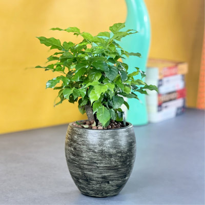 Smart Self-Watering Round Planter Pot For Indoor And Outdoor