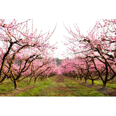 Peach Tree Orchard by Massimo Merlini