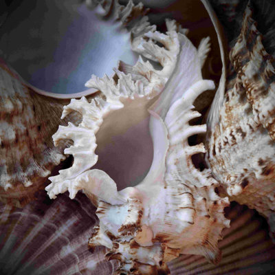 Macro coquilles II