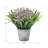 Bubble Star Flowering In Pot-2025130956-2025130955