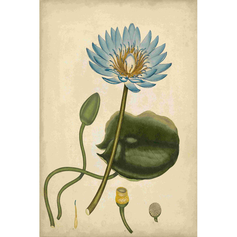 Nénuphar bleu, H 12 po x l 8 po