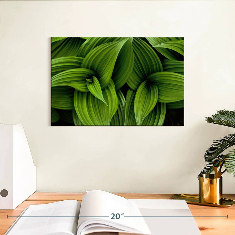 Harnek Green False Hellebore, 8" H x 12" W