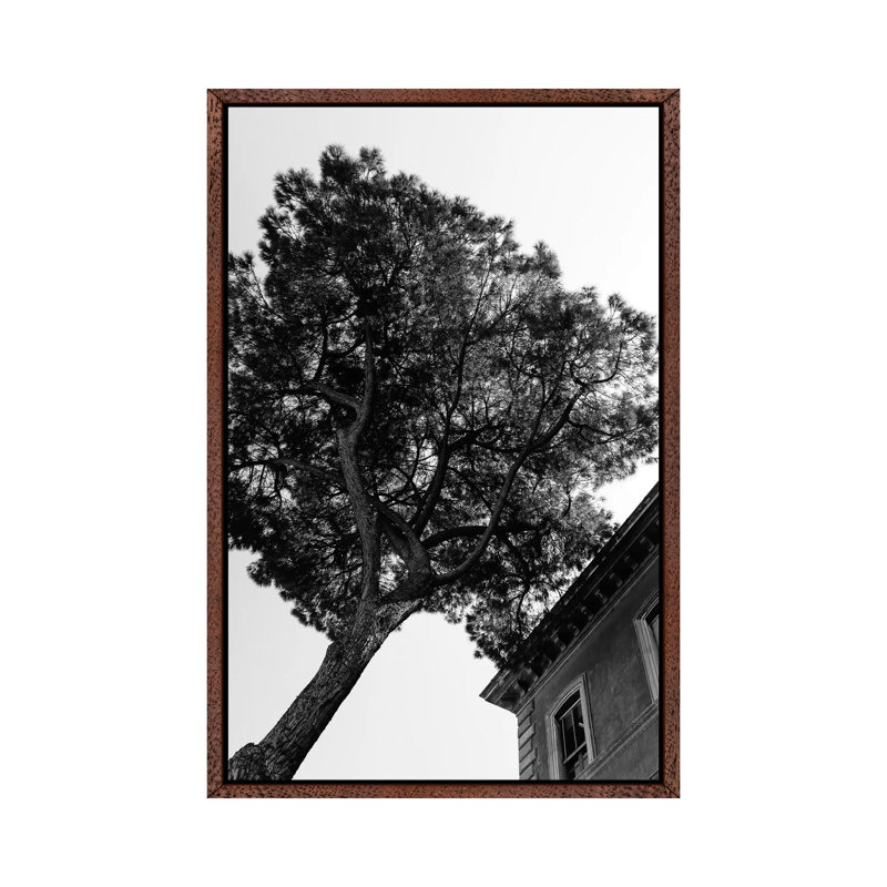 Italian Stone Pine Tree III by Bethany Young - Print on Canvas, Classic Brown Wood Framed, 101.6cm H x 66.04cm W x 3.81cm D