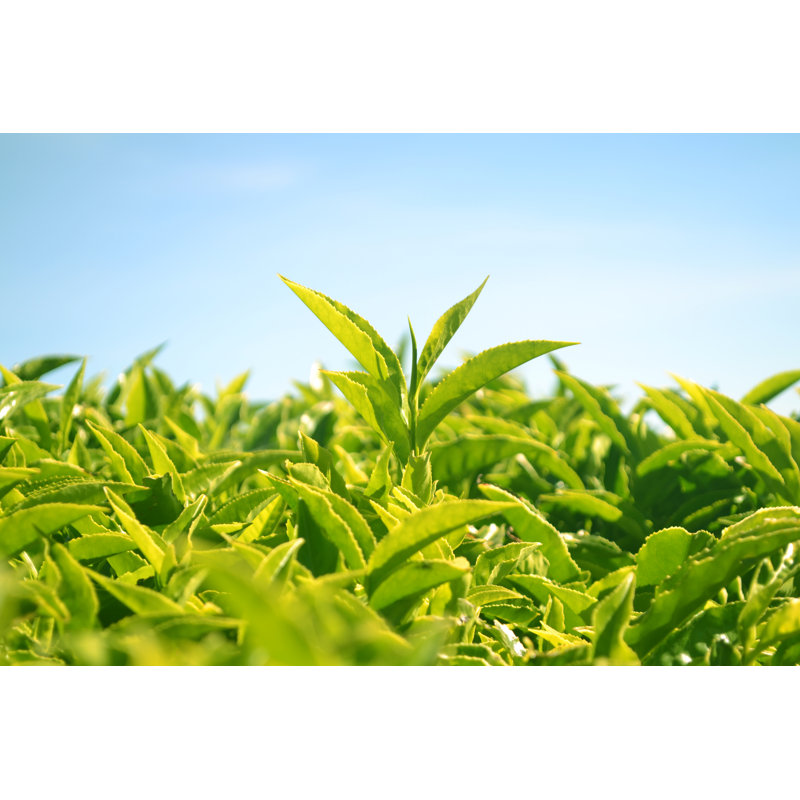 Green Tea Leaves by Focusphotoart - Print, 60cm H x 90cm W