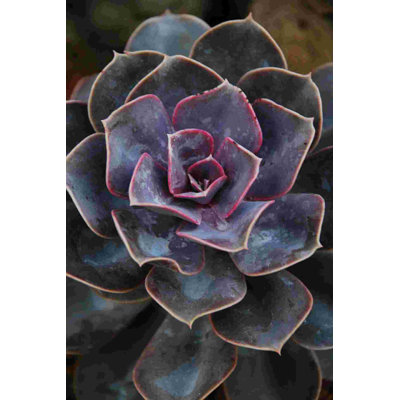 " Purple Succulent Photography 2 "