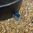 Selections 170L Weather Resistant Plastic Rain Barrel