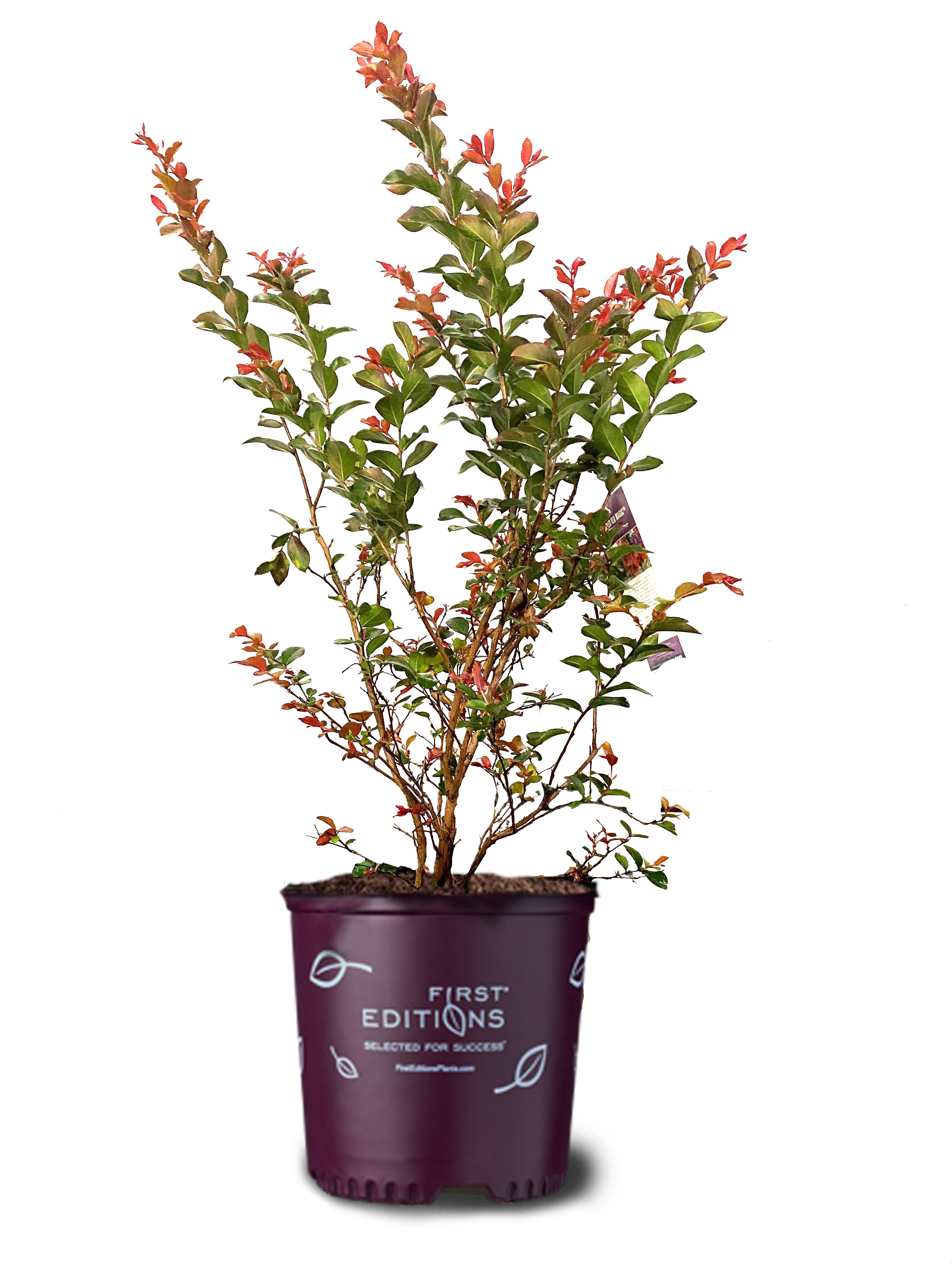 American Plant Exchange Flowering Trees Live Ruffled Red Magic Crape ...