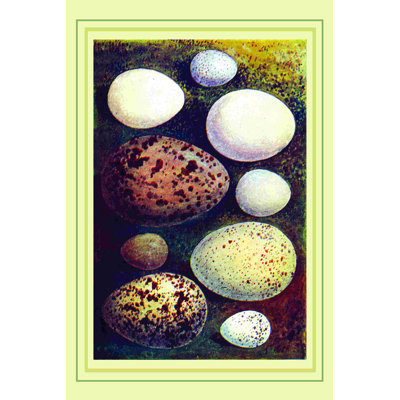" Egg Collection 4 "