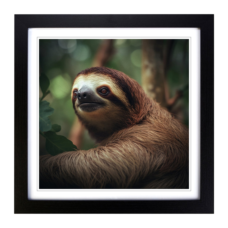 Sloth Photograph - Framed Print