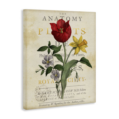 Antique Anatomy of Plants Canvas Wall Art, design by Susan Arnot