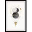 Celestial Shuffle - Single Picture Frame Print-767740868