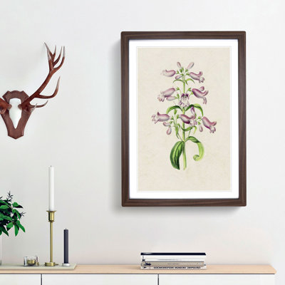 Purple Beardtongue Flower Illustration - Framed Print