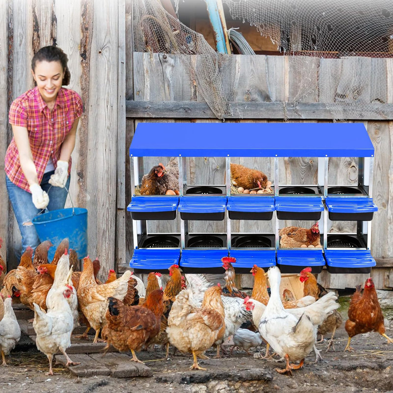 Boîte de nidification pour poulets en acier galvanisé avec plateau à œufs enroulable, ventilation et support mural / support, boîte de poulailler 6/8/10 trous