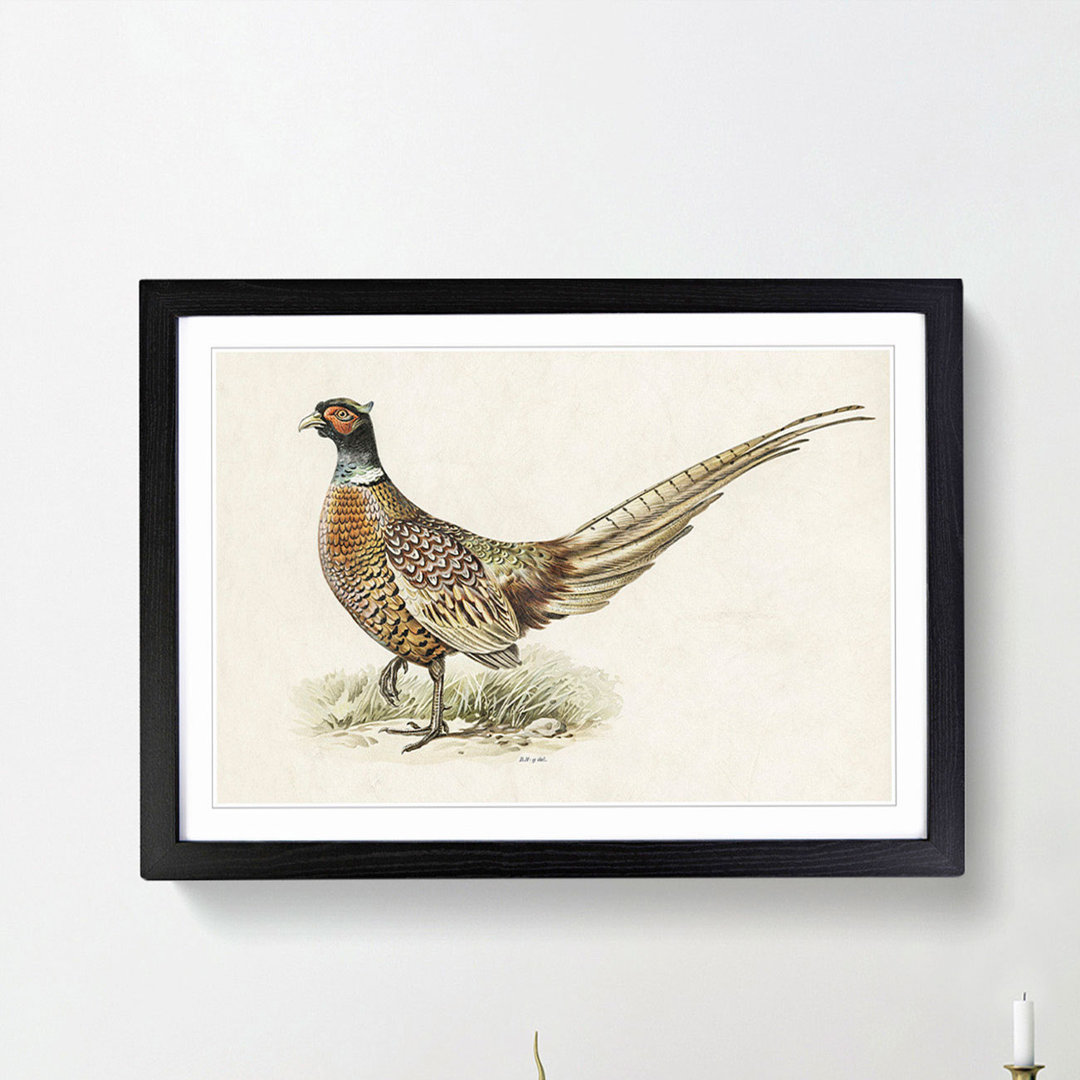 Ring-Necked Pheasant by Von Wright - Picture Frame Painting Print