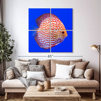 Brampt Exotic Discus Fish